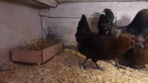 Куры, несущие голубые яйца, появились на мини ферме