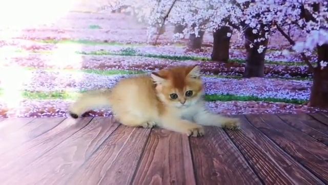 золотые британские шиншиллы, котята смотреть онлайн