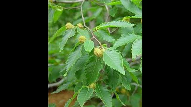 орешник лещина лесной орех описание почва.. смотреть онлайн