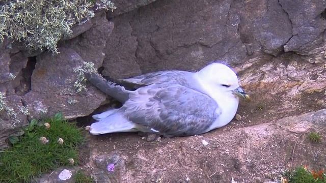 Глупыш (лат. Fulmarus glacialis) смотреть онлайн