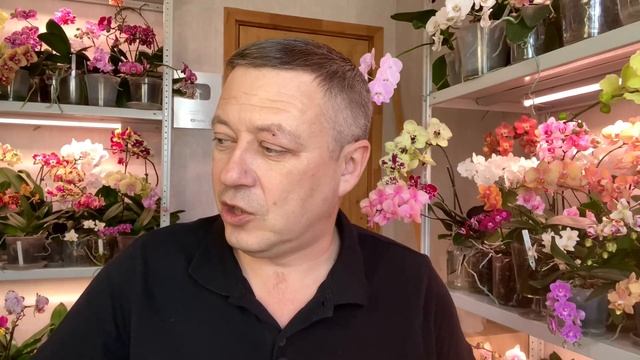 урвал орхидеи новые в мешке / обзор шикарных орхидей