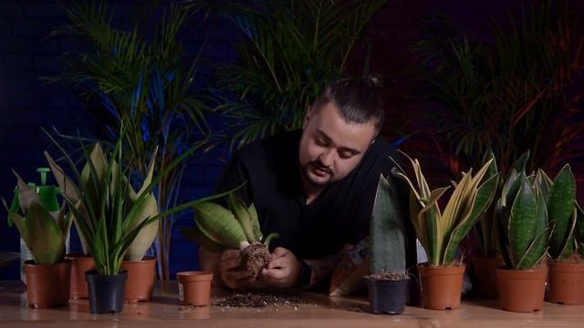 САНСЕВИЕРИЯ // КАК УХАЖИВАТЬ // ПЕРЕСАЖИВАТЬ //РАЗНОВИДНОСТИ САНСЕВИЕРИИ