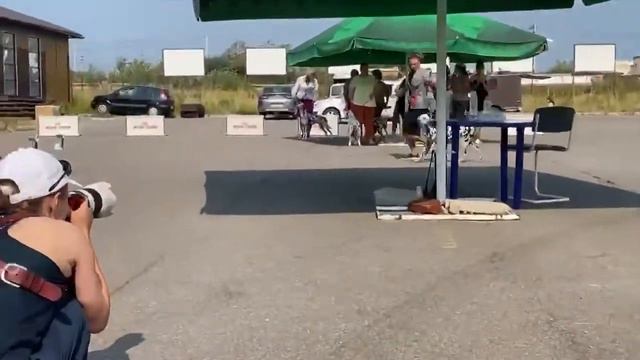 Чемпионат Далматинов. Часть 4. Суки. Продолжение