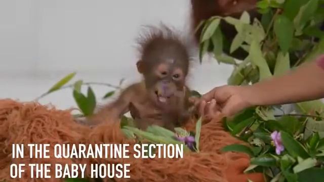Little orangutan.Маленький орангутан#Littleorangutanlittleflower #Маленькийорангутаналенькийцветоче смотреть онлайн