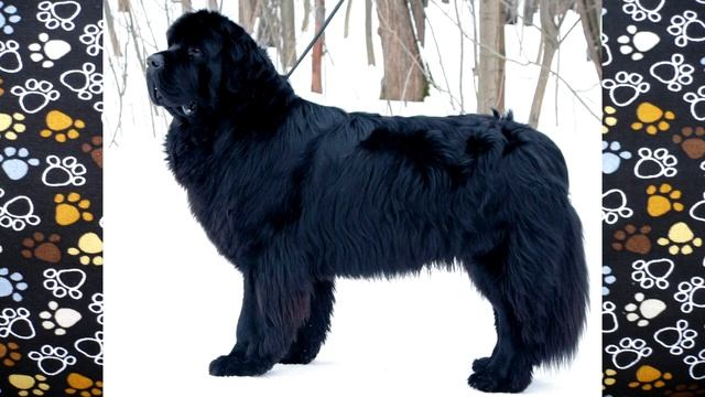 Ньюфаундленд описание породы! смотреть онлайн