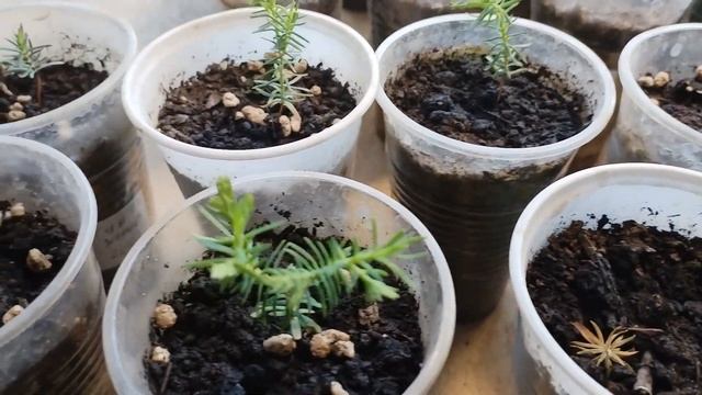 Туя западная из семян. Этап 4, состояние в конце весны. смотреть онлайн