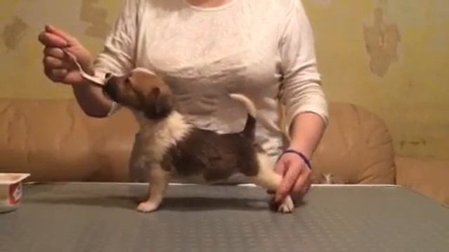 Джек рассел терьер щенок кобель 45 дней продается. Jack Russell male 4sale смотреть онлайн