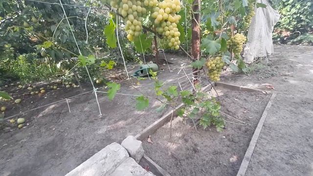 Виноград ВЕЛЮР на своих корнях смотреть онлайн