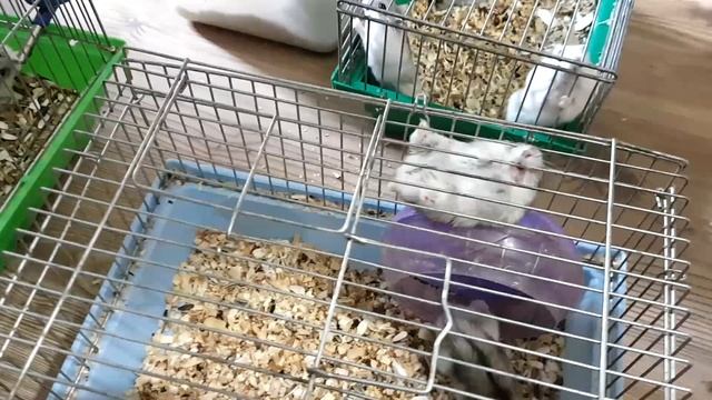 Кролик БАФФИ побег из зоомагазина. смотреть онлайн