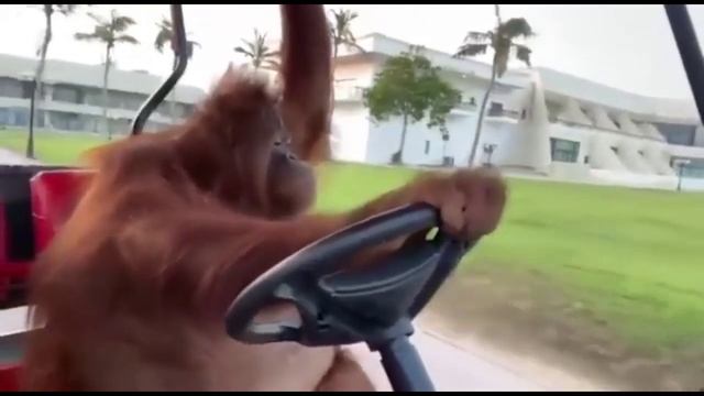 Топ 5 обезьян??? смотреть онлайн