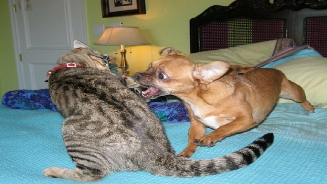 ? Веселая жизнь котов! ? Подборка смешных котов для хорошего настроения! ? смотреть онлайн