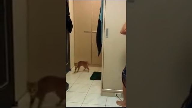 Как напугать кота. Приколы над кошками. Ну очень любопытная кошка смотреть онлайн