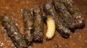 Личинка ручейника для рыбалки: где найти, как добыть и как хранить, как на неё рыбачить.