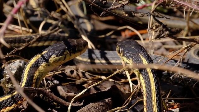 Wood Buffalo National park, Snakes pit, 2018 смотреть онлайн