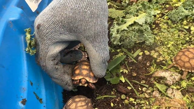 Awesome Daniel shows us the Tortoises of TortoiseLand! смотреть онлайн