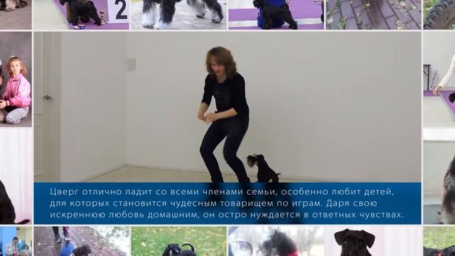 Дрессировка цвергшнауцера смотреть онлайн