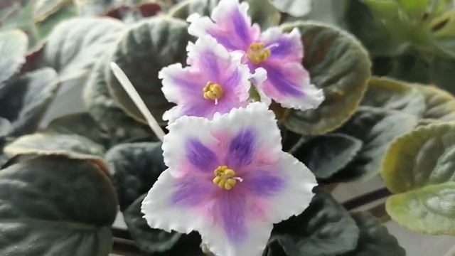 Разнообразие сорта #фиалки ЛЕКО Танцы на Воде смотреть онлайн