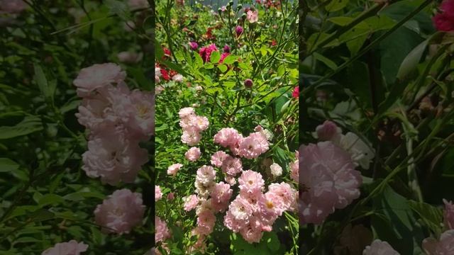 Почвопокрывная роза Фэйри (The Fairy) смотреть онлайн