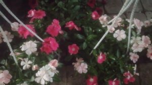 Катарантус ампельный в кашпо готов к продаже! Условия для пышного цветения.