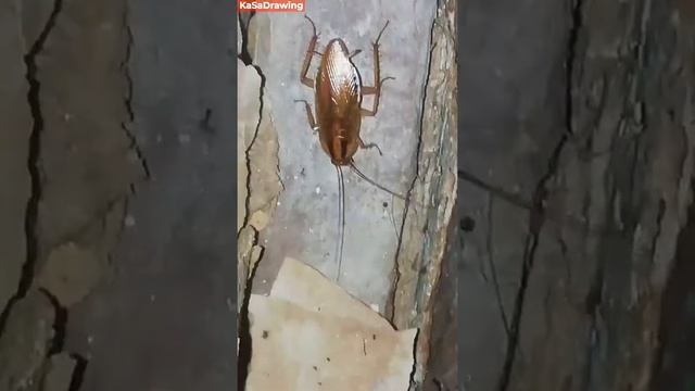 самые большие шипящие тараканы смотреть онлайн