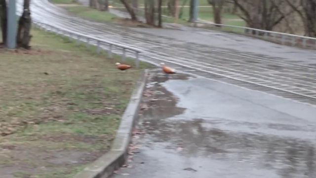 Утки на трамвайных путях в Москве🦆 смотреть онлайн