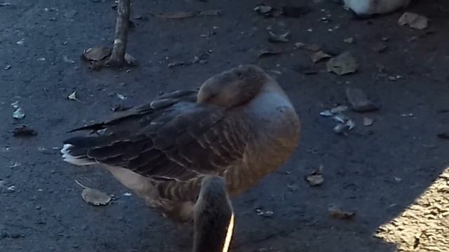 КАК СПЯТ ГУСИ ❤ смотреть онлайн