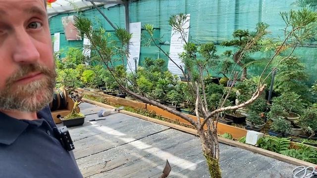 Bonsai Projects Cryptomeria, Beech, Juniper, Plum смотреть онлайн