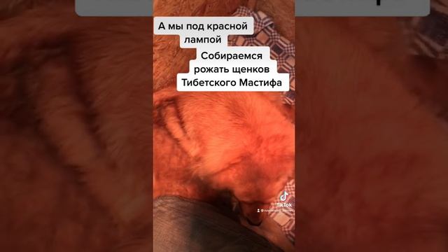 Щенки тибетского мастифа питомника RussianDog 2021 год - супер щенки! смотреть онлайн