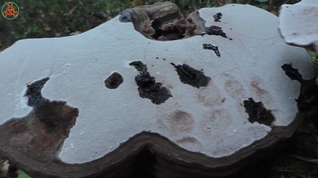 Загадка трутовика художника - Ganoderma applanatum. Это две формы? Или это разные грибы? смотреть онлайн