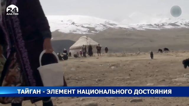 Тайган - элемент национального достояния смотреть онлайн