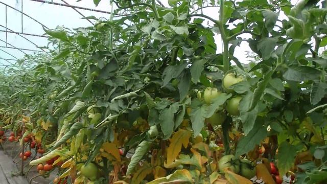 Томат Агилис в Ростовской области смотреть онлайн