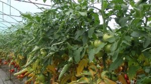 Томат Агилис в Ростовской области