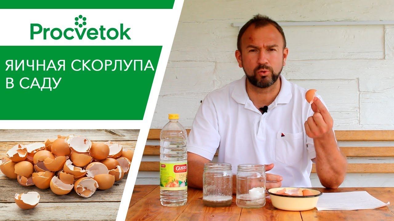 Яичная скорлупа как удобрение. Надо ли вносить яичную скорлупу в почву в огороде? смотреть онлайн