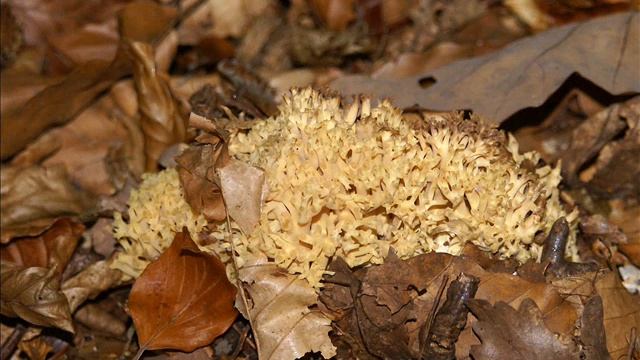 Ramaria botrytis смотреть онлайн