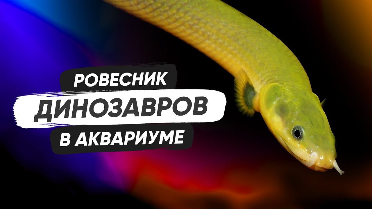 Рыба-змея. Каламоихт калабарский смотреть онлайн