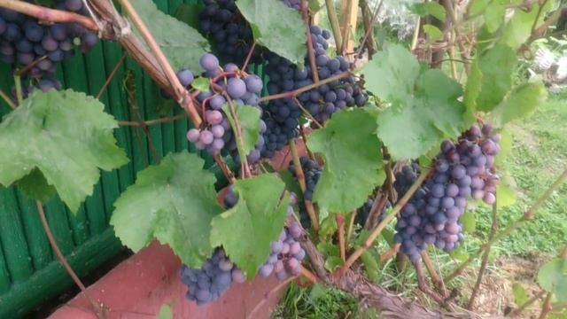 виноград Агат Донской в средней полосе России Agate Donskoy grapes in central Russia смотреть онлайн