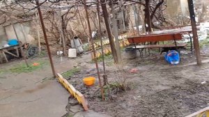 Стрельнул ГРАЧА! Охота на ворону и чёрного дрозда с пневматикой (воздушкой) Hatsan 90.