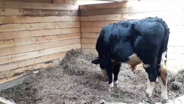 Наш бык Атаман//Готовимся к забою быка//Цены на говядину растут! смотреть онлайн