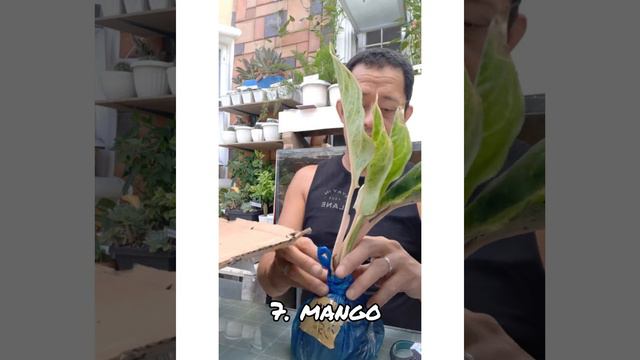 PLANT TATAY VLOG # 15: UNBOXING: Affordable Aglaonema Plants hauled from Bohol and Gensan смотреть онлайн