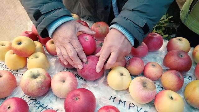 Стройка Волшебства