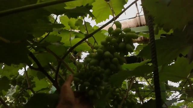 Сорта: "Подарок Запорожью", "Г342", "Надежда Азос". смотреть онлайн