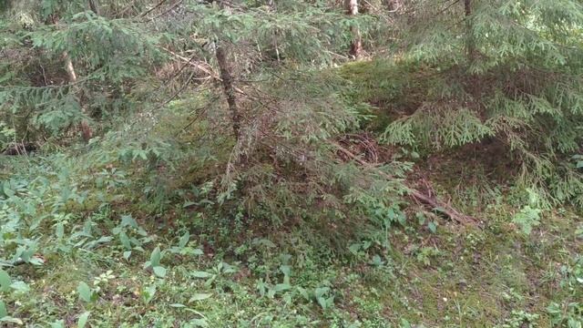 Воронка в лесу смотреть онлайн