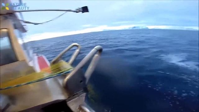 Плавучий рыбозавод, ловля и обработка рыбы в море. смотреть онлайн