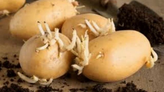 ПРОРАЩИВАНИЕ КАРТОФЕЛЯ ПЕРЕД ПОСАДКОЙ.3 ЭФФЕКТИВНЫХ СПОСОБА. смотреть онлайн
