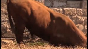 ТРИ САМЫХ БОЛЬШИХ МЯСНЫХ ПОРОД БЫКОВ!!