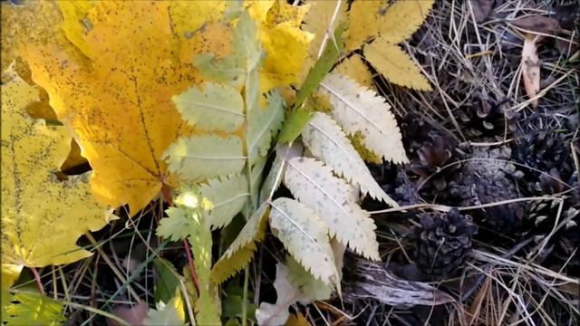 ЗНАКОМЬТЕСЬ !!! МОЯ СЕМЬЯ !!!И ГДЕ МЫ ЖИВЕМ .