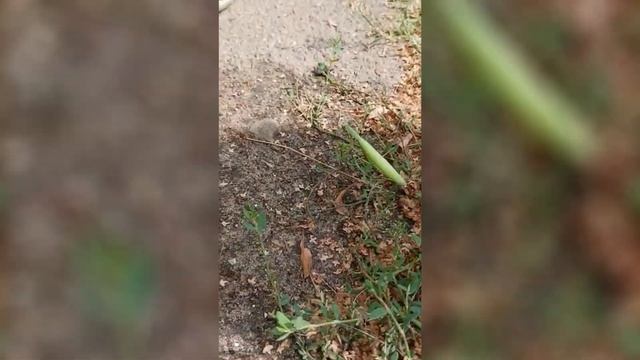 Портфель №1/2022 "Интересные факты о богомолах" смотреть онлайн