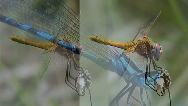 Dragonfly. СТРЕКОЗА – КРУЖЕВНЫЕ КРЫЛЫШКИ смотреть онлайн