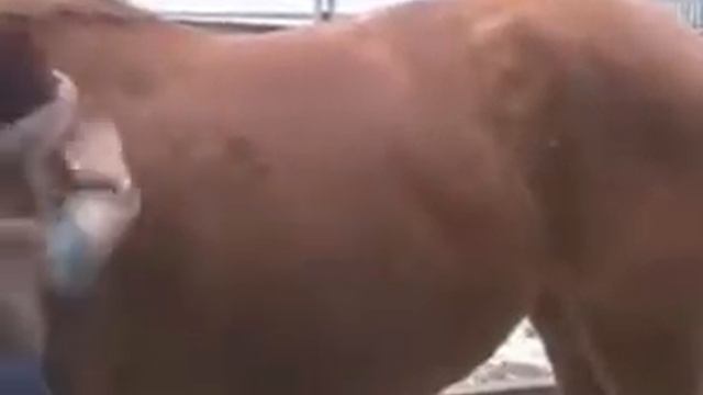 Чистка лошади полный ролик