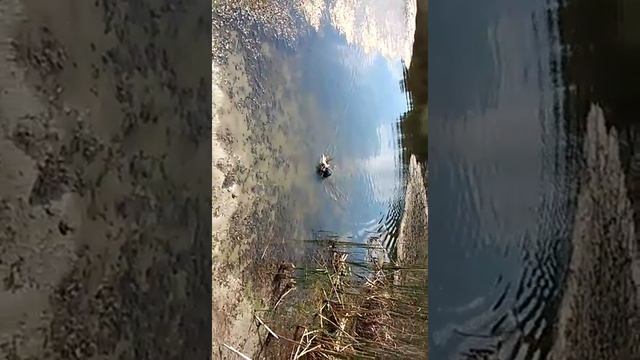 Как научить собаку приносить дичь(ягдтерьер)дрессировка смотреть онлайн
